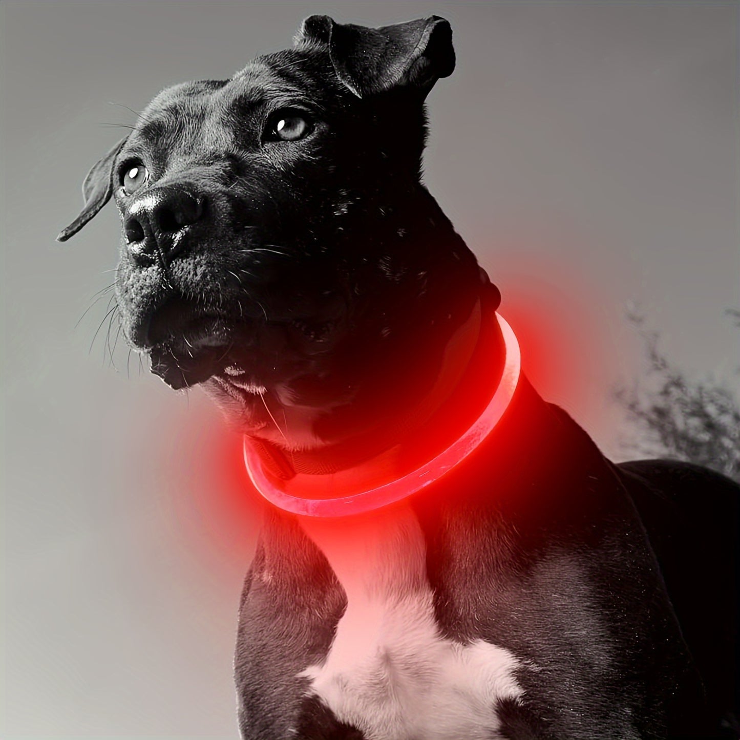 LED Dog Collar, Adjustable Light-Up Safety Pet Necklace, USB Rechargeable, Anti-Lost Luminous Collar For Nighttime Visibility, Durable ABS Material